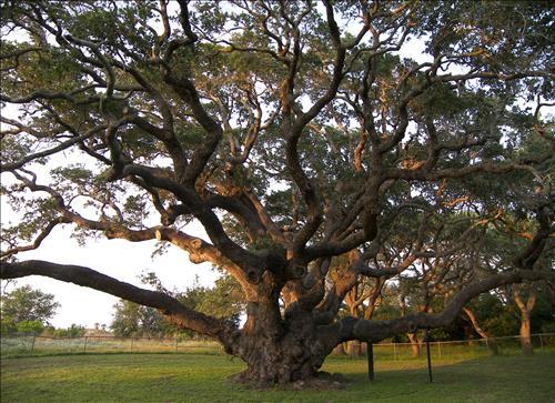 Tính cách Thiên Thần Giáp: Kín đáo và chính trực